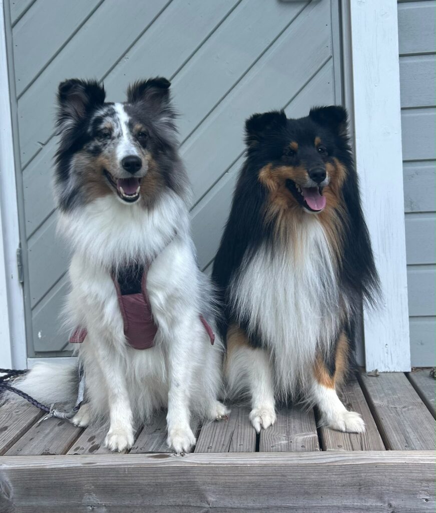 Tulevan pentueemme emä ja isä. Tara on väritykseltään blue merle ja tara tricolor.